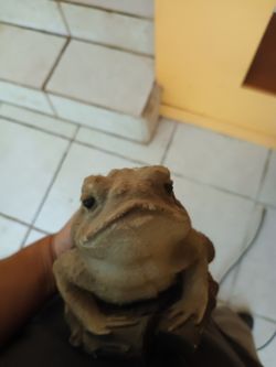 Stone Toad For Garden