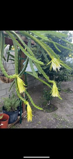 Dragon Fruit Cuttings and rooted plants