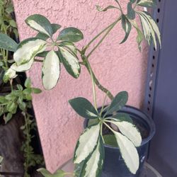 HERMOSAS PLANTAS NATURALES “UMBRELLA PLANT 