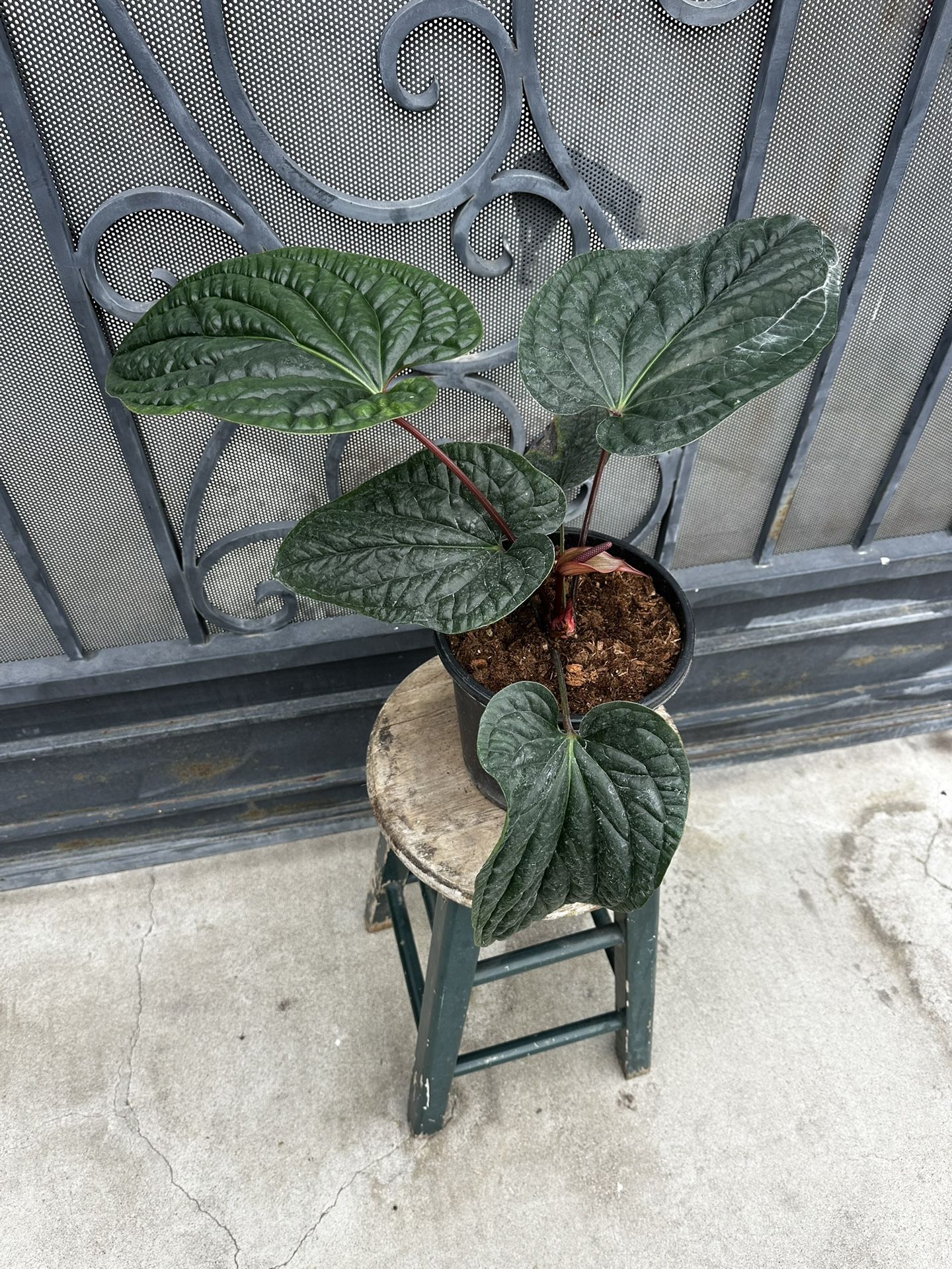 Anthurium Plants