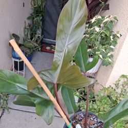 Philodendron Florida BRONZE Plant $45