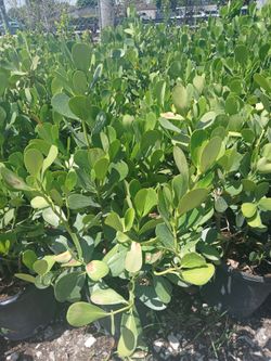 Clusia Hedges 3ft $13
