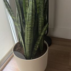 Easyplant Green Snake Plant