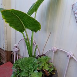 Big Elephant Ears And Suculents Plant In A Nice pot