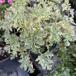 Geranio Lady Plymouth Variegado Aromatico