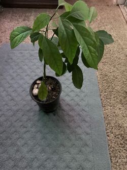 Avocado tree (avocado from Mexico)