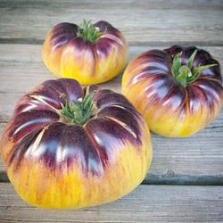 Organic Tomato Plant - Sart Roloise 