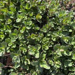 Edible Outdoor/Indoor Herb - MINT