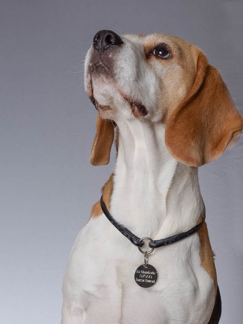 NEW Handmade Premium 21inch Leather Dog Collar - 6mm width