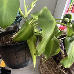 Philodendron 