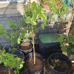 Mulberry Trees 3 Available And Ready To Be Planted