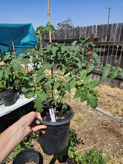 Tomato Plants