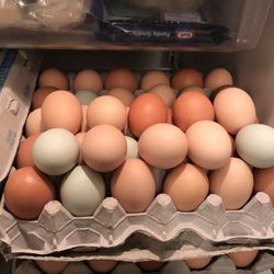 Organic, Free Range, Farm Fresh Eggs 