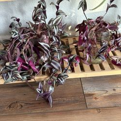 Plants - Wandering Dude