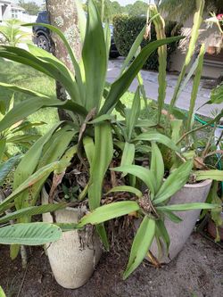 Agave Attenuata plants