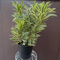 Big Dracaena Song Of India W/4 Plants In The Pot In 2 Gallons Pot 