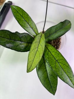 Hoya Crassipetiolata