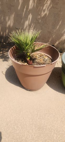 Small baby Mexican Palm