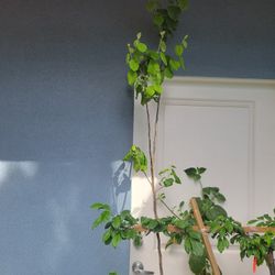 8ft QUINCE TREE