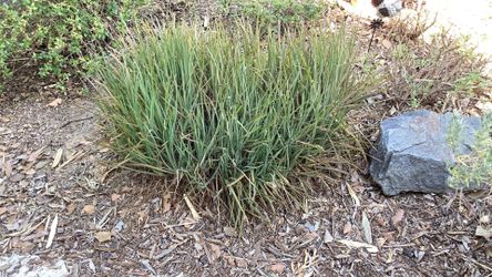 FREE BULBINE FRUTESCENS SUCCLULENTS