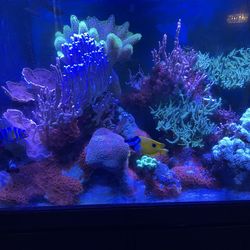 150 G Tall Reef Tank Saltwater Coral