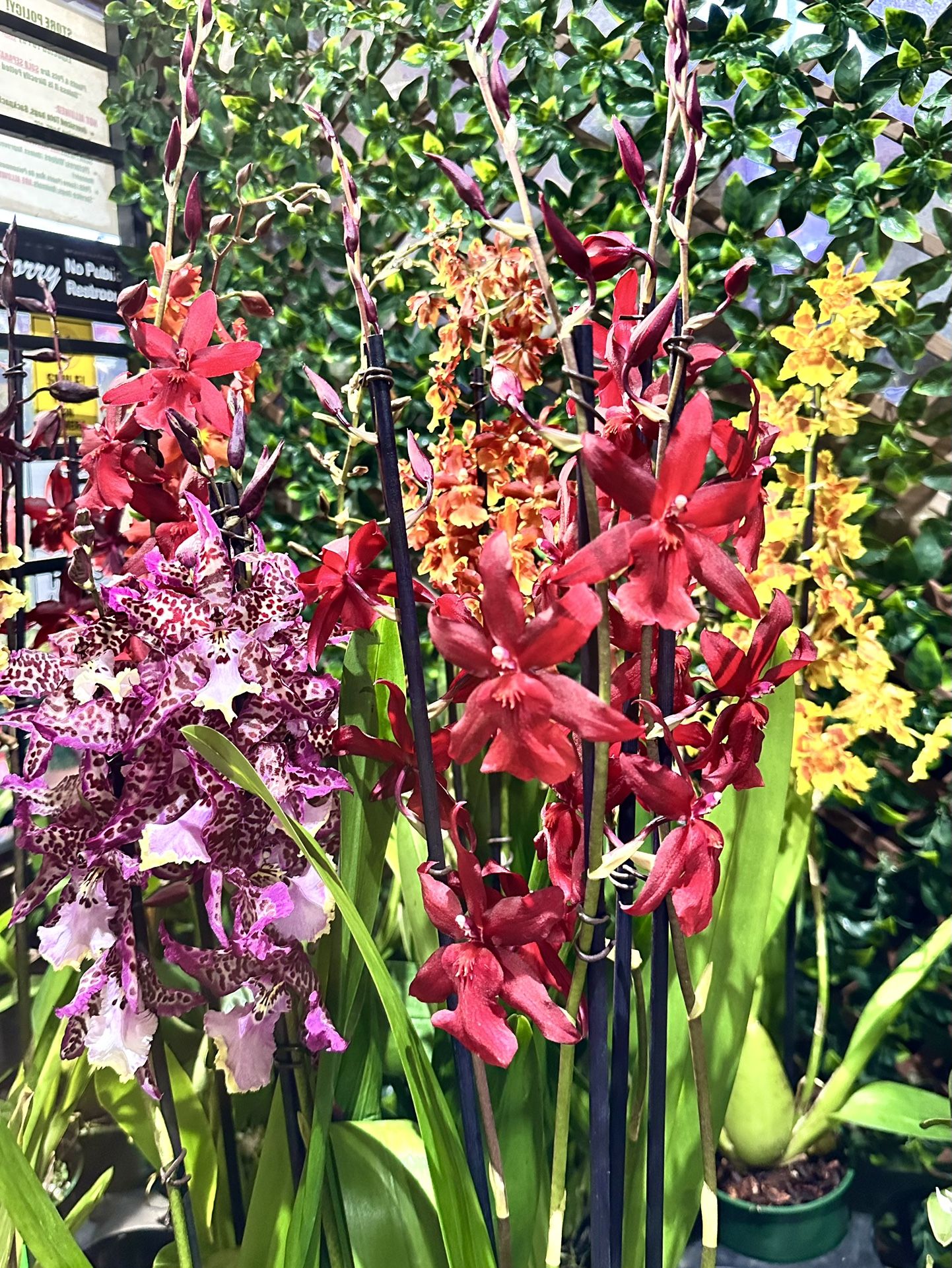 Oncidium Orchids Big Long Lasting Fragrant Flowers