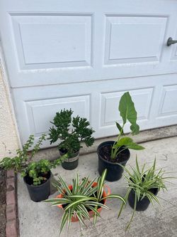 Plantas en venta a $5 $7 y planta de oreja de ele Gante a $15