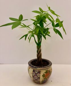 Braided money tree in 4” ceramic pot