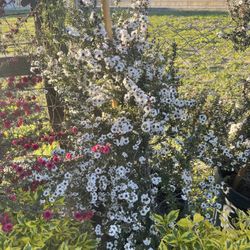 White Tea Tree