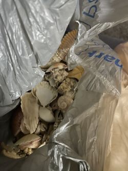 Sea Shells