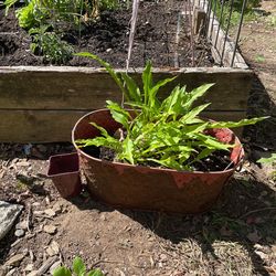 Hacksaw Hosta