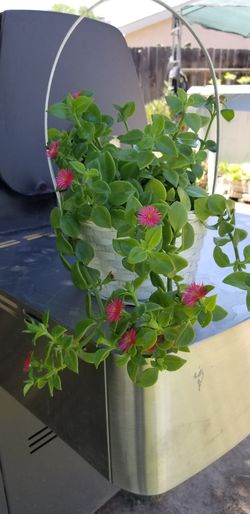 Natural Aptenia plant