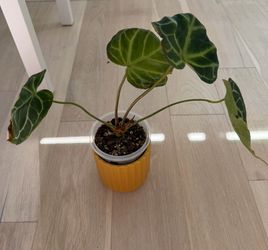 Anthurium in 4 inch pot