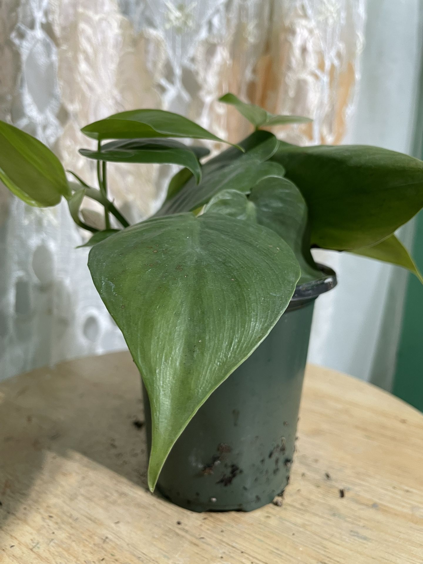 Heart Leaf π
