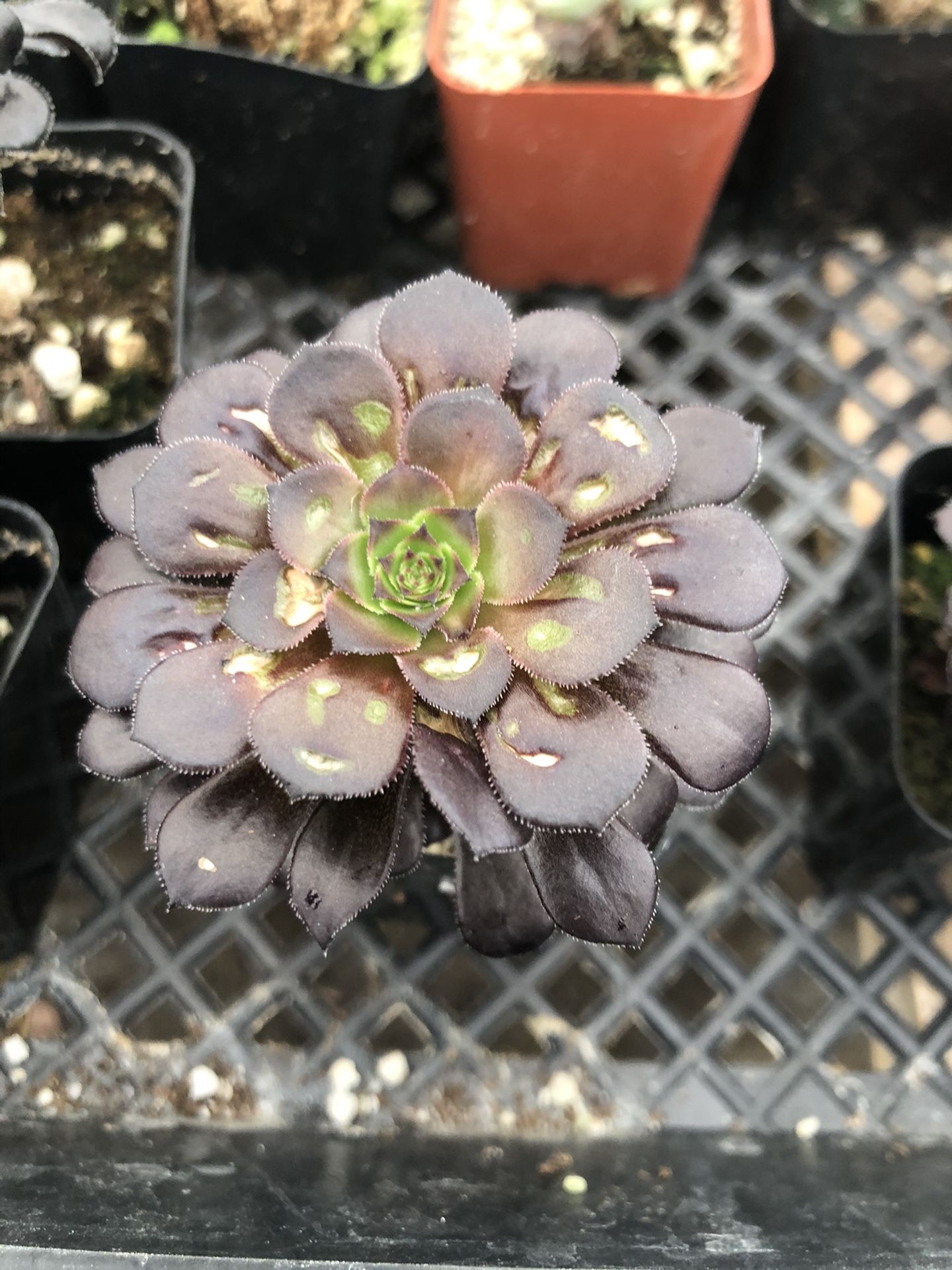 Succulents