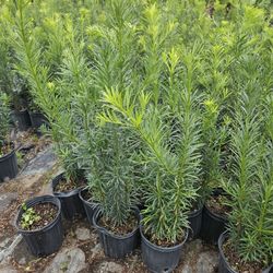 Podocarpus 