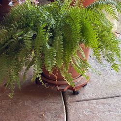 Fern