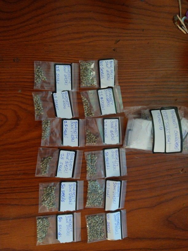 Cannabis Seeds