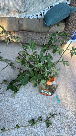 Plants to trade or sell
