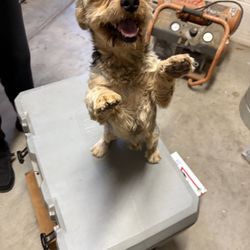  Male Yorkie Dog!