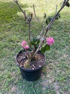 Hydrangeas Perennial