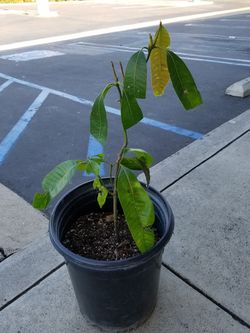 Manila mango tree