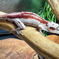 Reptile Tank Decoration