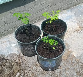 3x 6 inch Moringa in pots