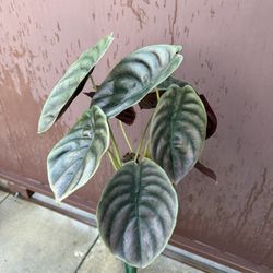 Xl Alocasia Cuprea In  6” Pot W/ Multiple Plants 