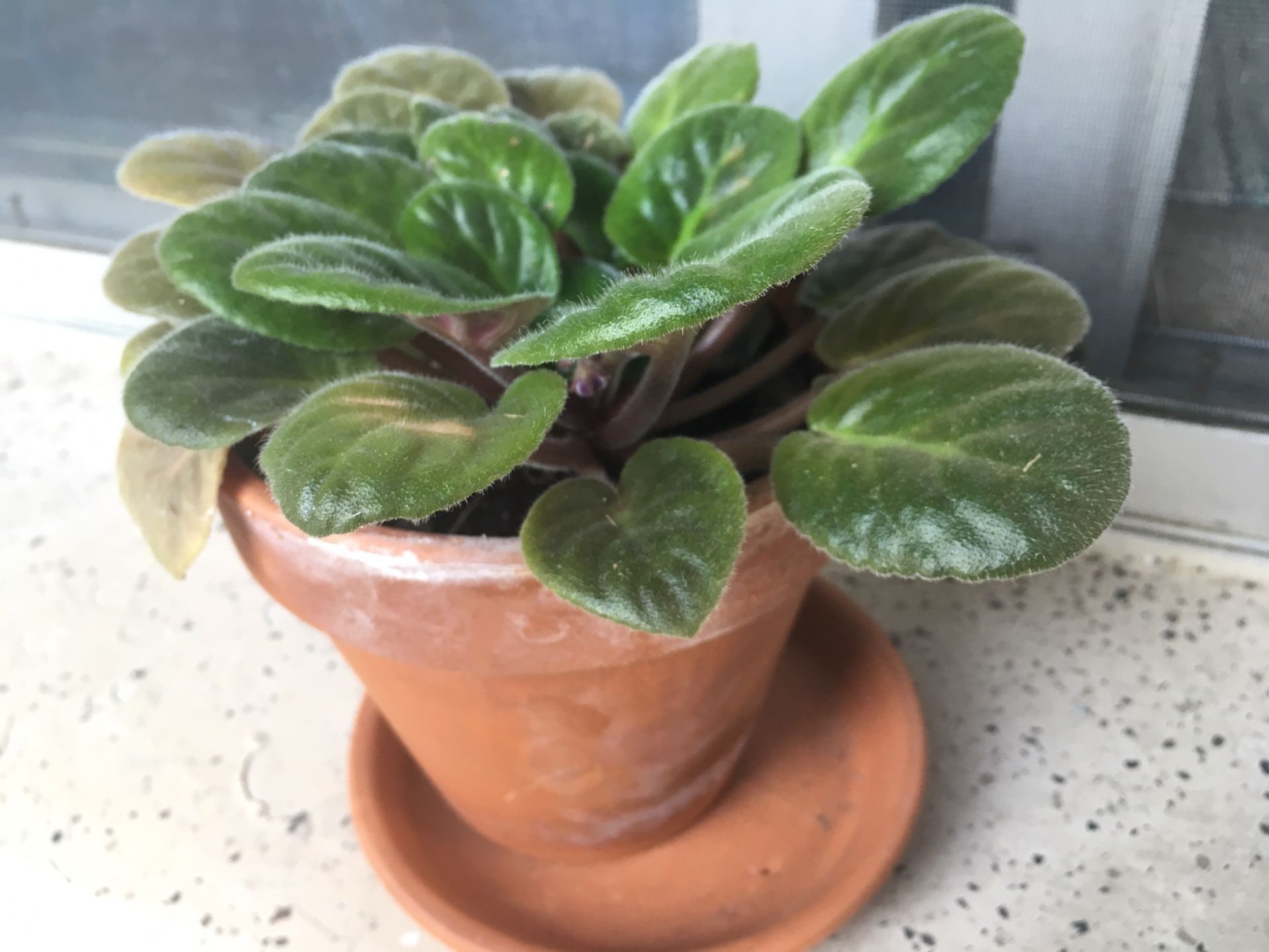 Indoor/ Outdoor plant