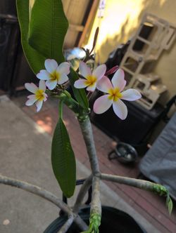 Plumeria Cuttings