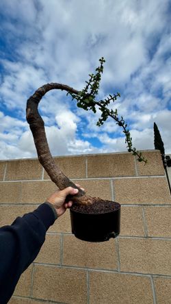 jade bonsai (rescued tree) $50