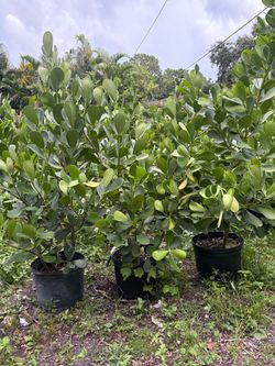 Clusias plants
