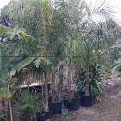 Queen Palms For Sale